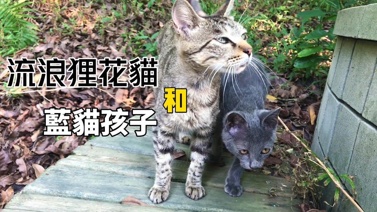 瘦弱的藍貓寶寶，它的媽媽卻是一隻狸花貓！