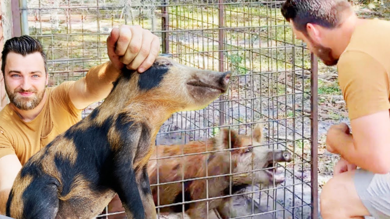 Wild Hog Mom Wanted Me DEAD! Trapping & HAND CATCHING a Family of FERAL HOGS for my Wild Boar Pen!