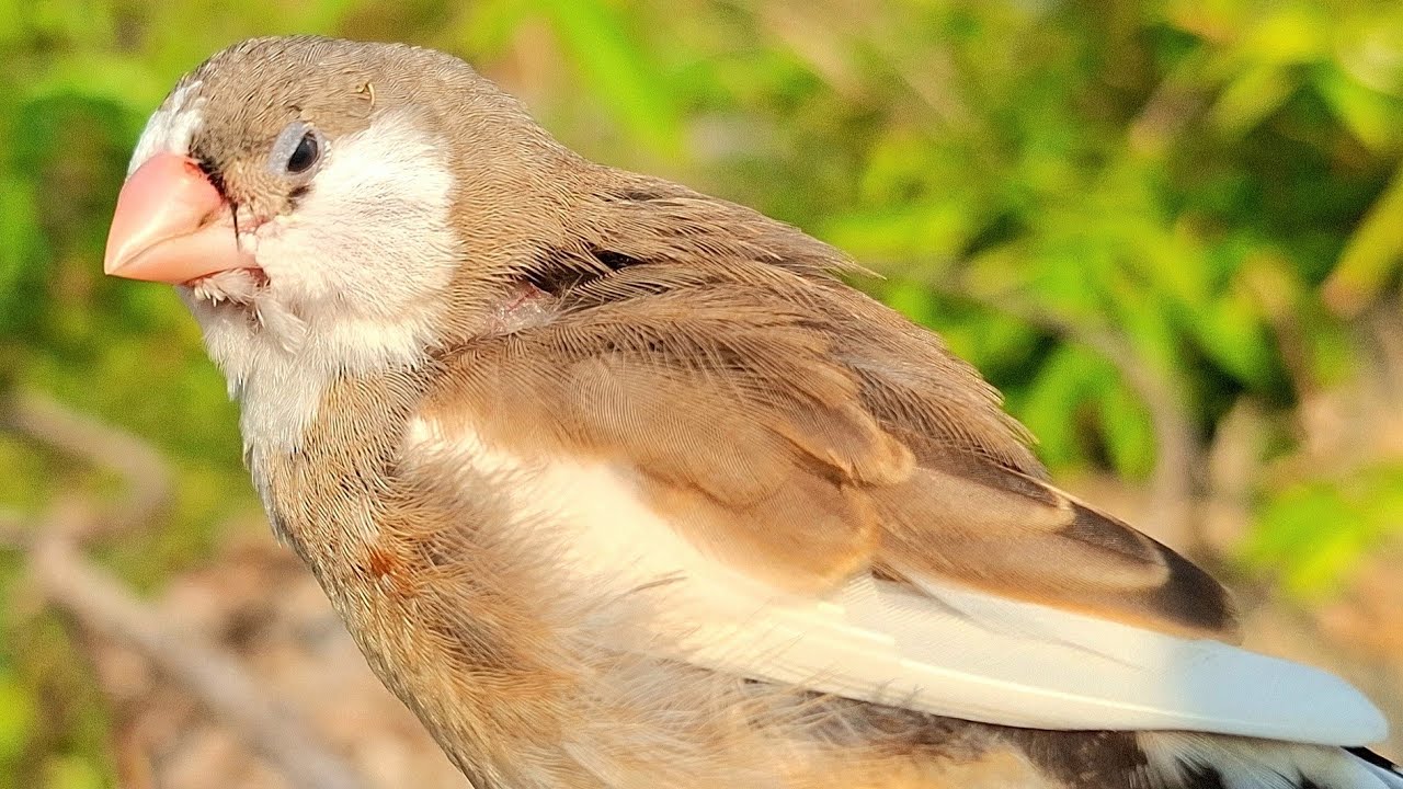 Baby zebra finch sing sweet song alone in the middle of the forest. Zebra finch looks very majestic.
