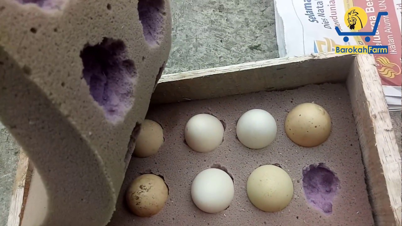 Jual Telur Ayam Cemani dan Brahma | Kirim ke Pangandaran, Tasikmalaya, Kalimantan (082135523532)