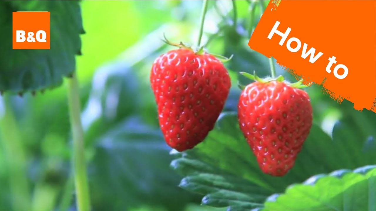 How to grow & harvest strawberry plants