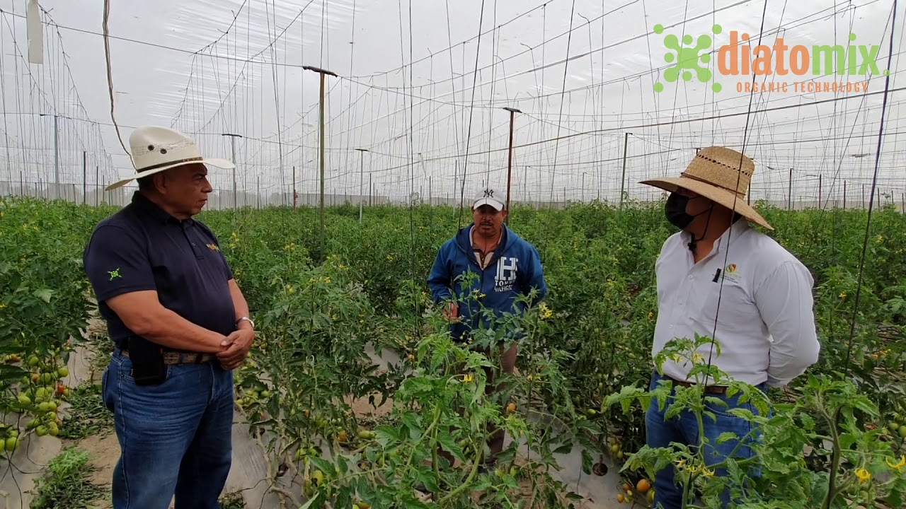Aplicación de Tomate y Diatomix