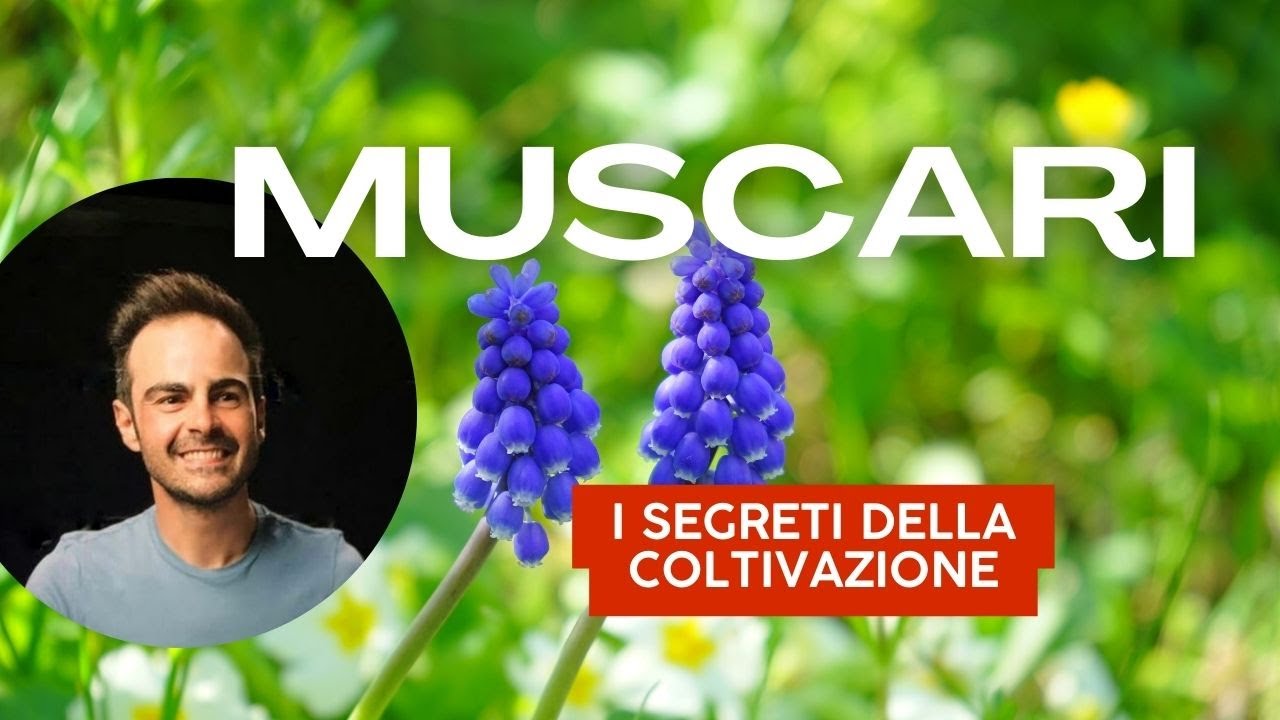 Guida alla Coltivazione dei Muscari: Variet&agrave; e Cura