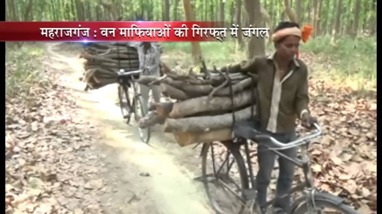 महराजगंज - वन माफियाओं के गिरिफ्त में जंगल