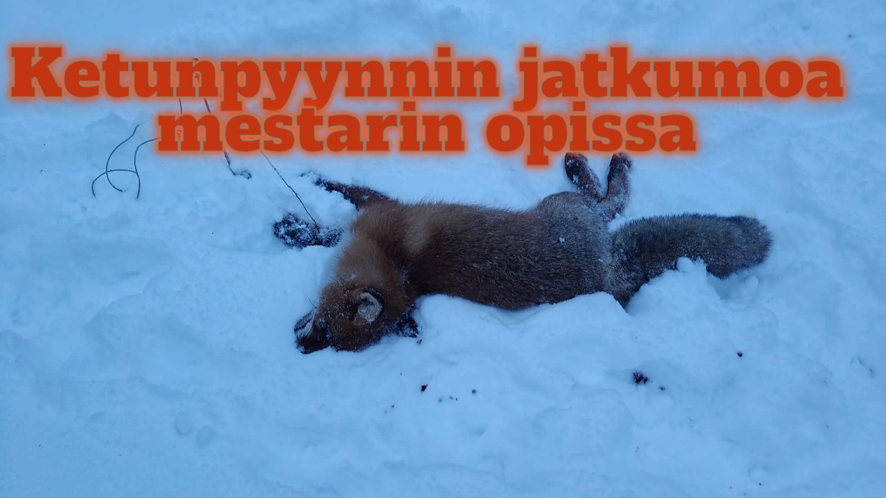 @ketunkaatajat Fox trapping.Finland,Російськийгончак,Baujagd, Fuchsjagd, Fox Hunting