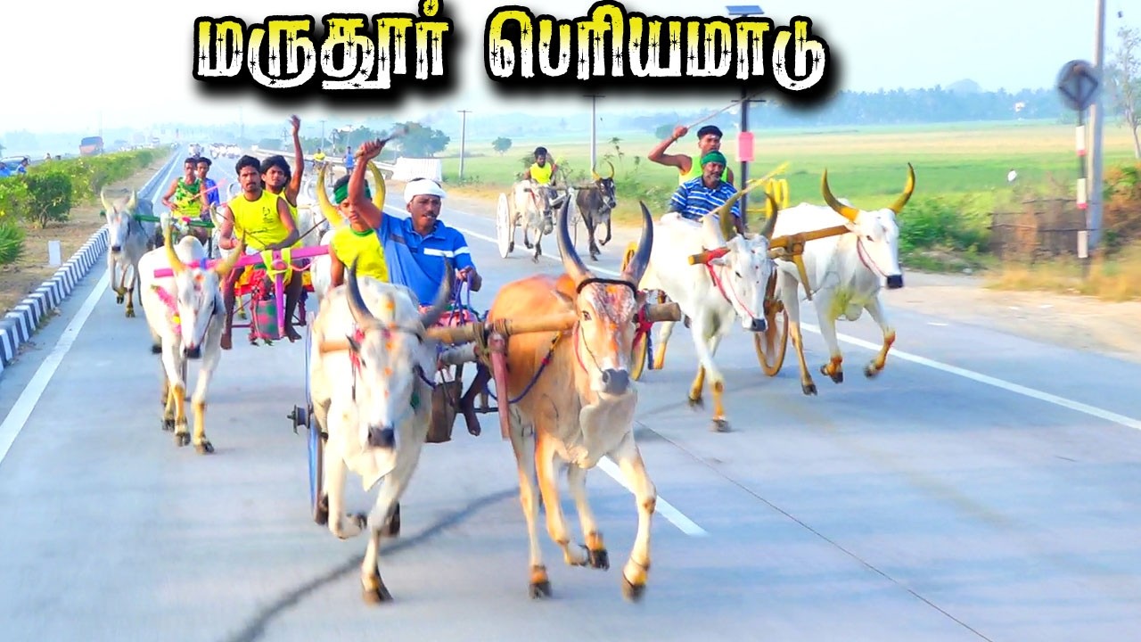 மருதூர் பெரியமாடு திருச்சி பந்தயம் 15/02/26  ksk_rekla_race #krish_studio_