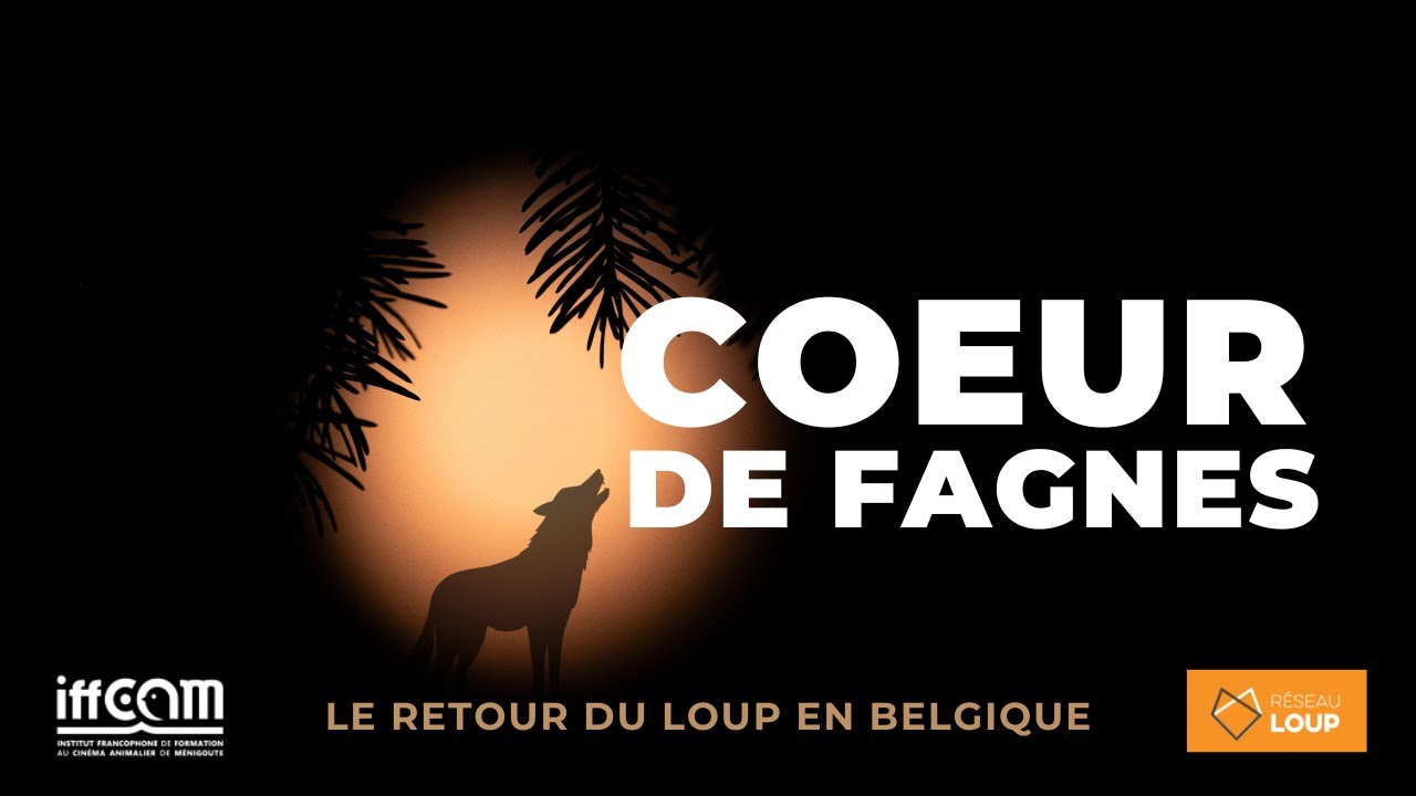 Coeur De Fagnes : Le retour du loup en Belgique