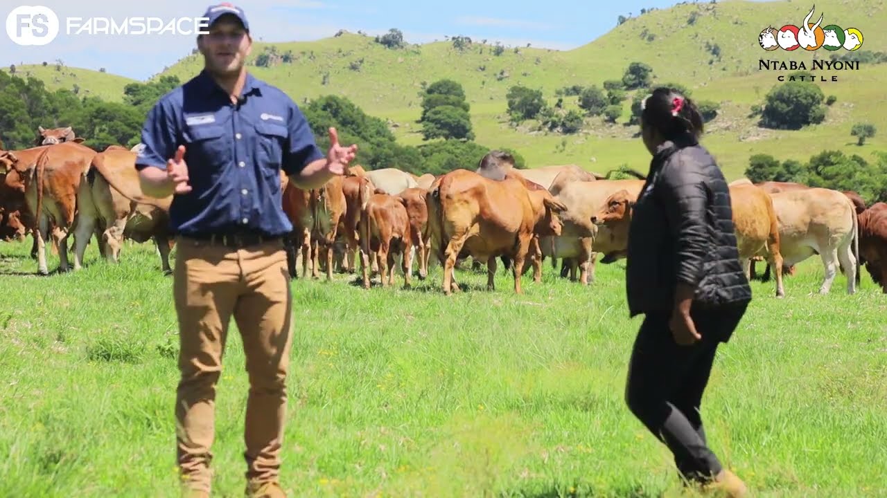 Jessica tells us why you should not miss the Ntaba Nyoni Boran Auction!