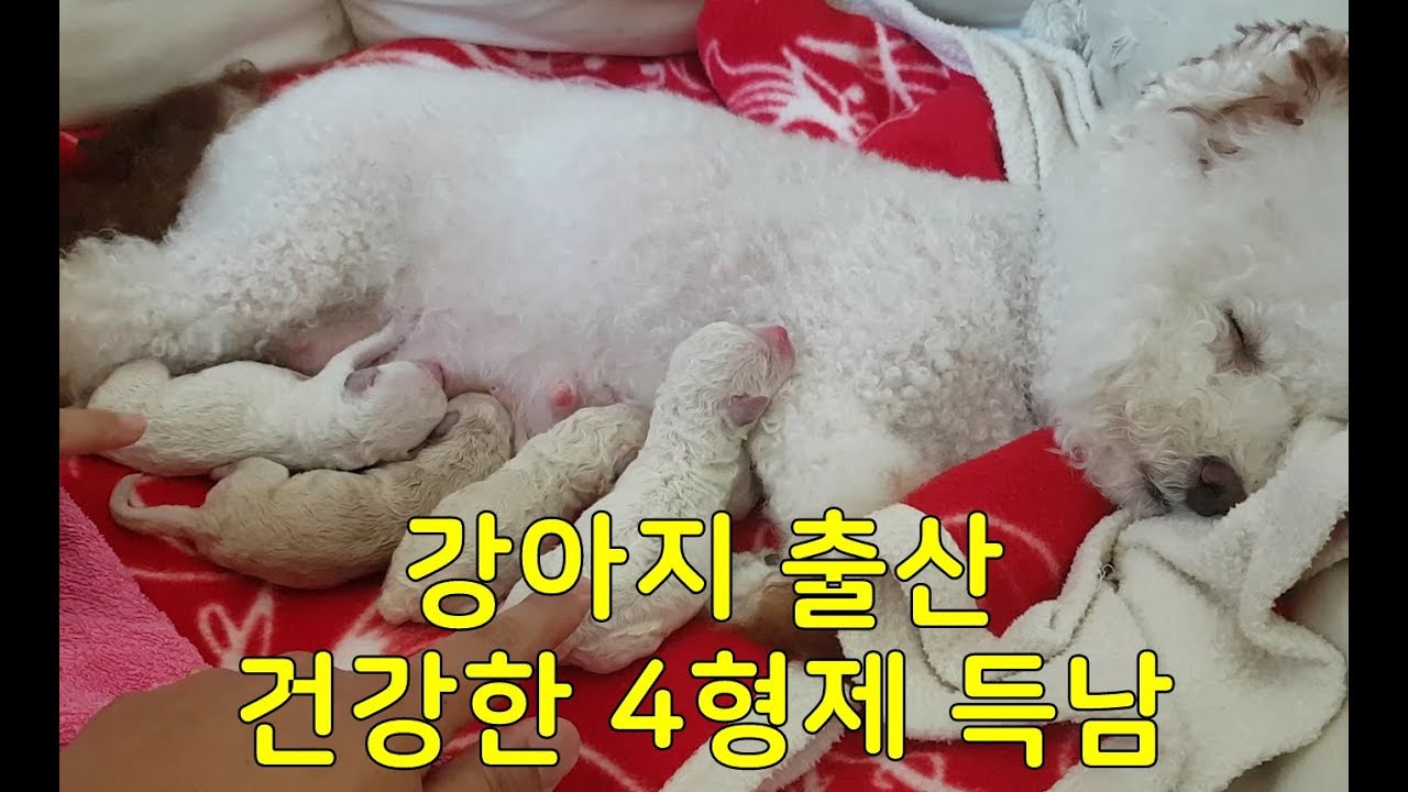 감동의 강아지 출산 - 코코의 귀여운 댕댕이 4형제 득남 과정, 코코힘내 ,댕쓰