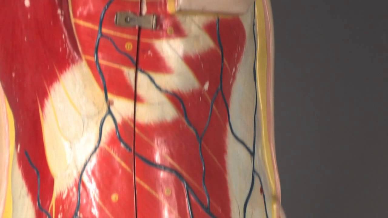 Clay Adams Anatomical Model - Canada Museum of Science and Technology