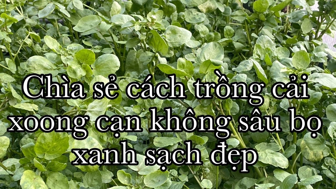 Chia sẻ cách trồng cải xà lách xoong cạn không sâu bọ xanh sạch đẹp 🍀🍀