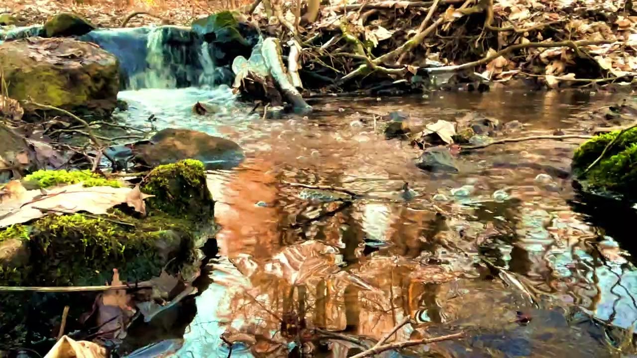 Mountain stream in serene forest ambience | 4K asmr water 