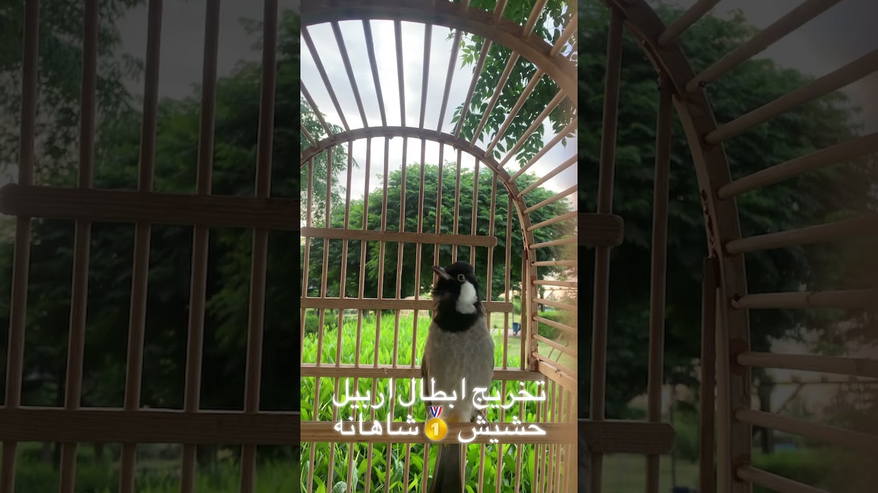 خورماخۆرە ناوەزەکانی هەولێر