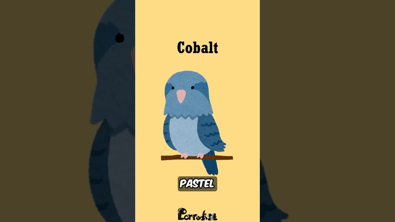 What Color Is&nbsp;Your&nbsp;Parrotlet? 👀 #didyouknow #parrot #mutation