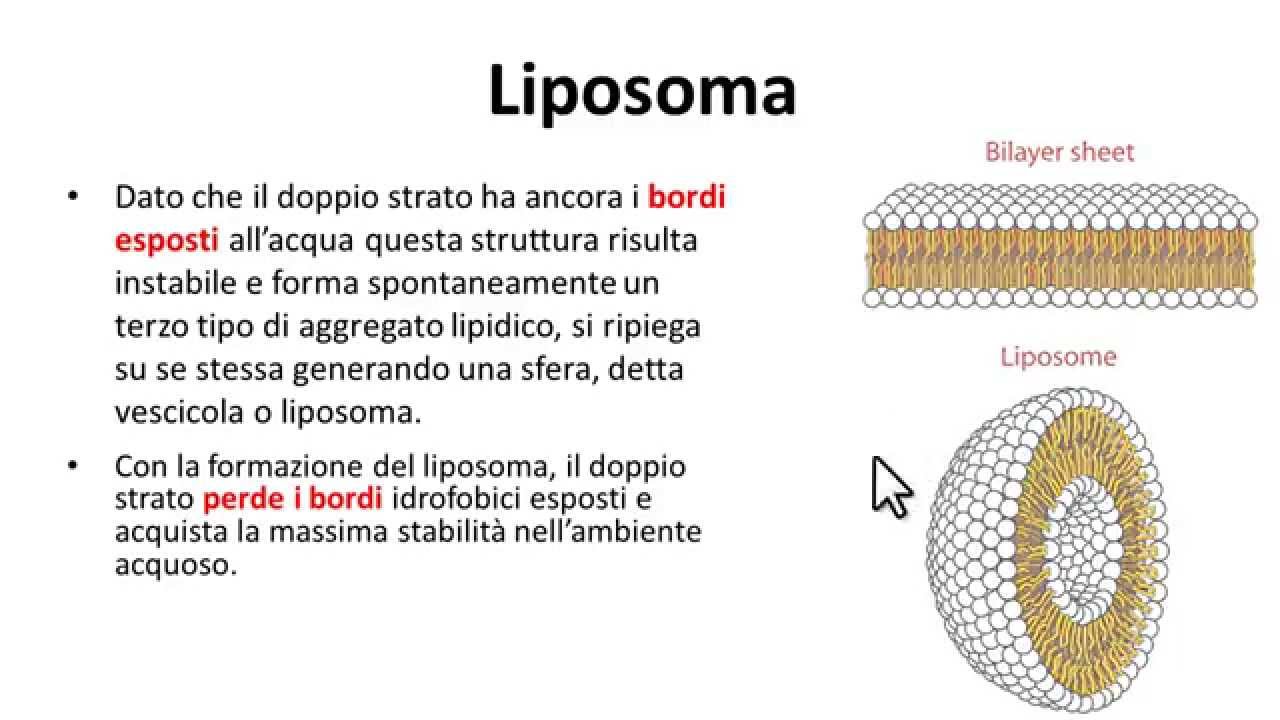 Doppio strato lipidico di membrana. Bilayer fosfolipidico