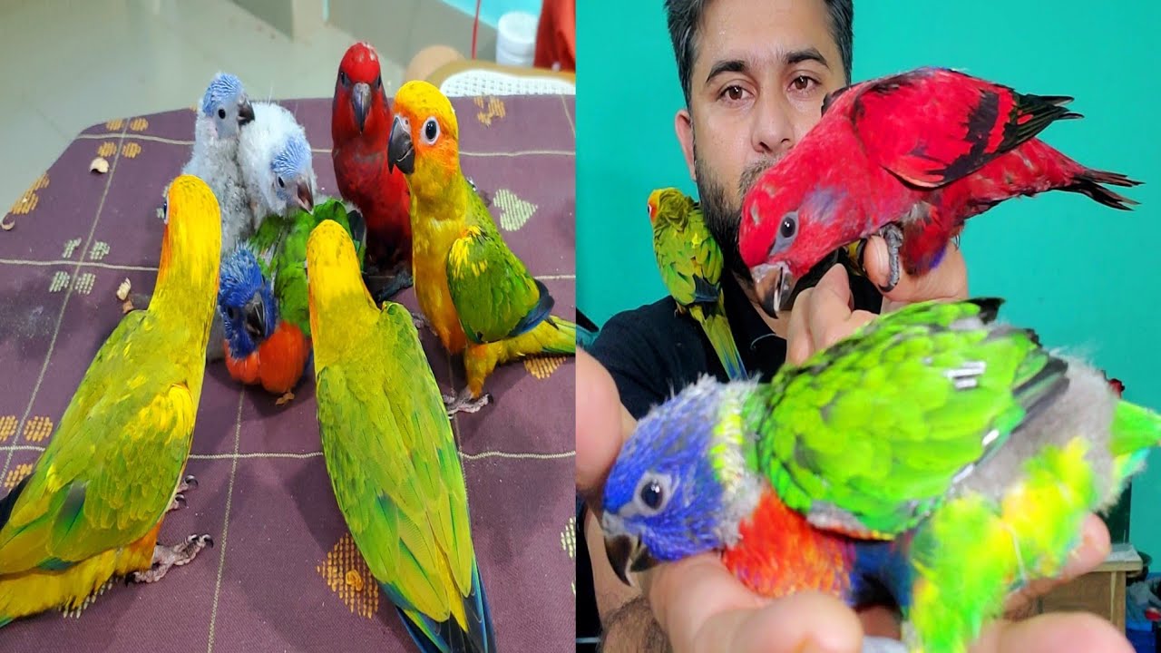 পাখির পায়ে রিং পরিয়ে দিলাম | Sk Shokher pakhi | Beautiful Baby Birds | Birds Video