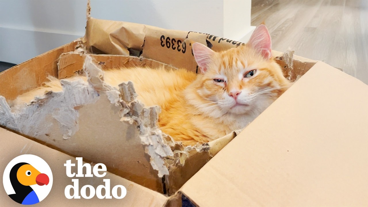 Коробка для переезда — любимая вещь этого кота | The Dodo