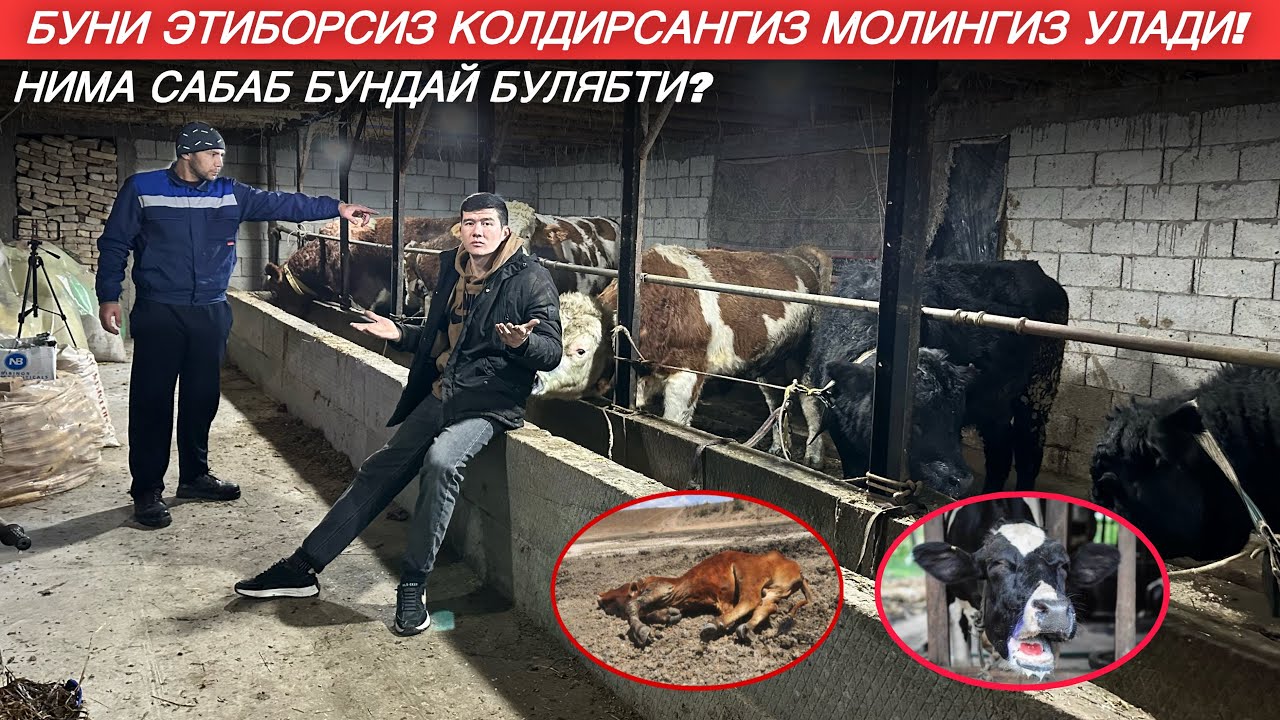 БУ ЮКИМЛИ КАСАЛИК МОЛАРНИ ЎЛДИРЯБТИМИ? ЧОРВАДОРНИ КУРКИТГАН КАСАЛИК!￼