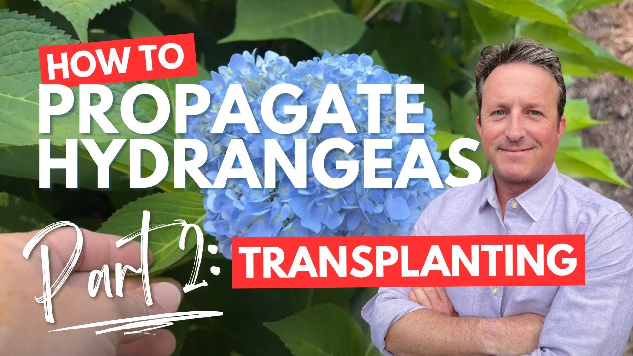 The Easy Way to Propagate Hydrangeas from Cuttings: Part 2