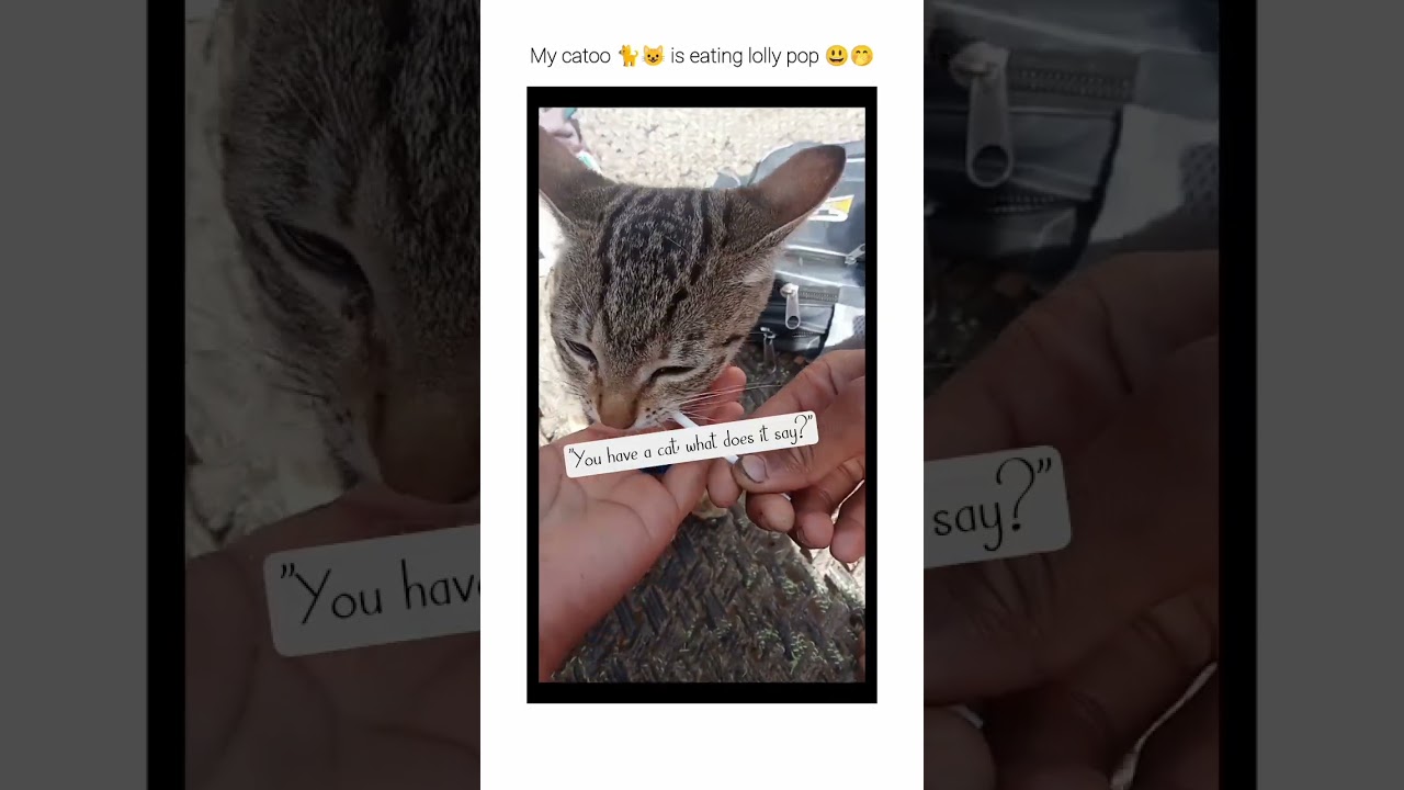 "You have a cat, what does it say?" 