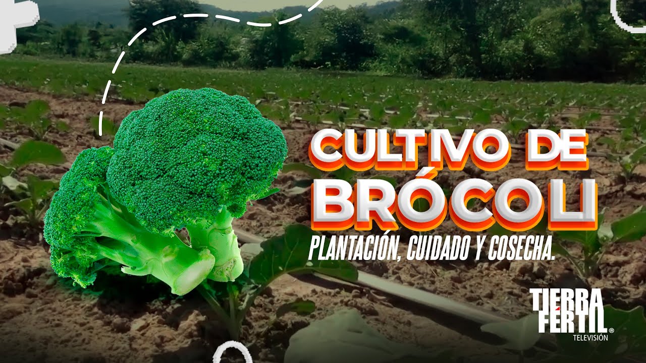 Cultivo de Brócoli: Plantación, cuidado y cosecha.