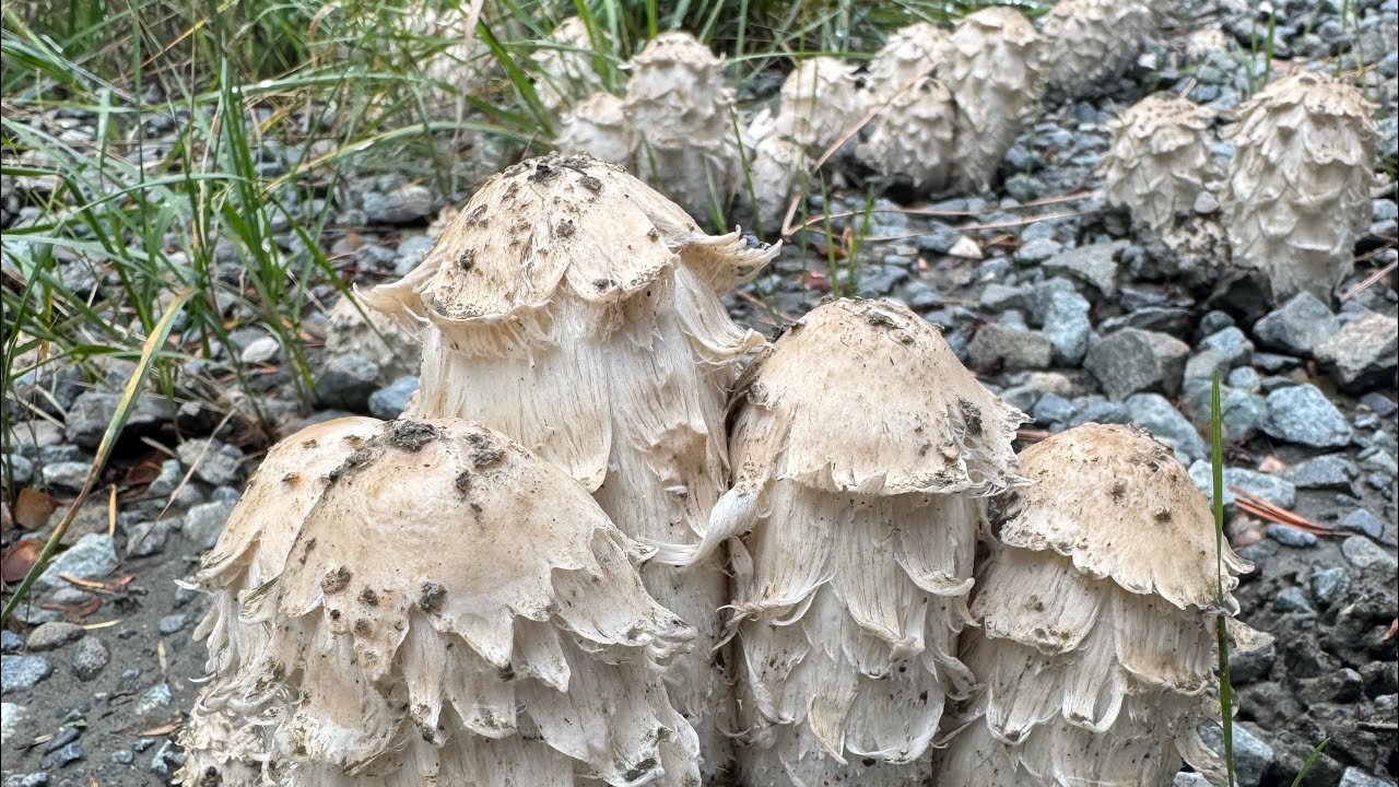 #Shaggymane, #Fallmushrooms, #Cascade Mushrooms.