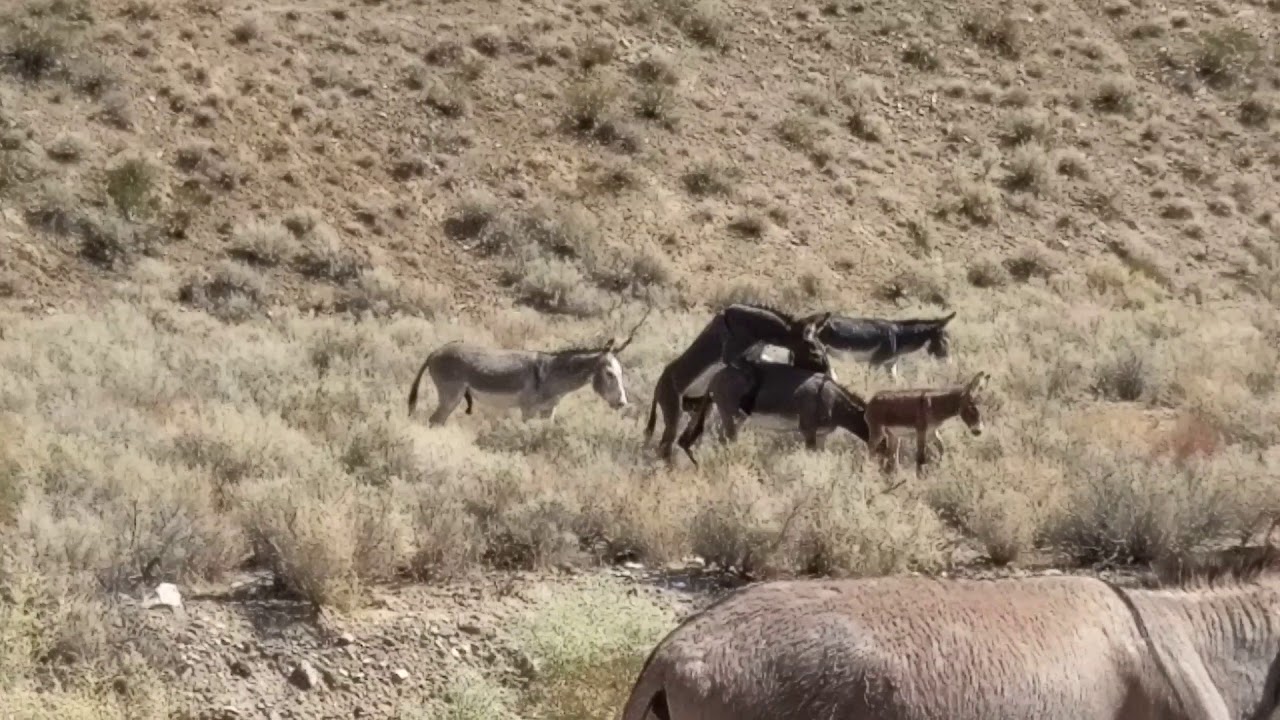 Death Valley wild burros