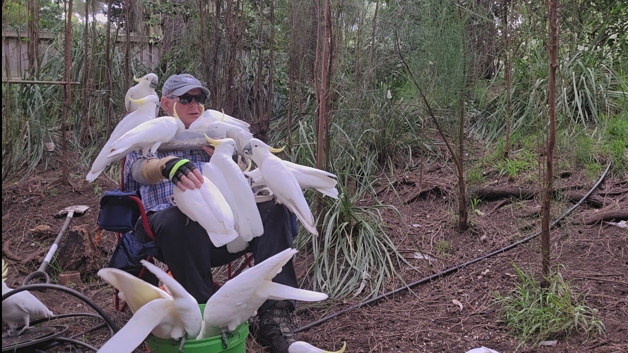 Flockulatorary flappication! Wild cockatoos get a feed