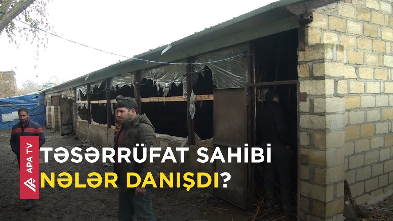 Ağcabədidə yanğın, 80 baş iribuynuzlu heyvan tələf oldu - APA TV