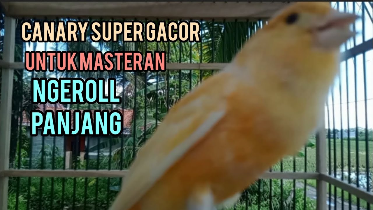 CANARY SUPER GACOR PANJANG NGEROL CUIT CUIT.