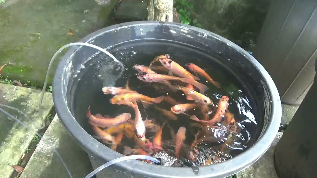 Memacu Pertumbuhan Nila.Budidaya Ikan Nila Di Dalam Ember