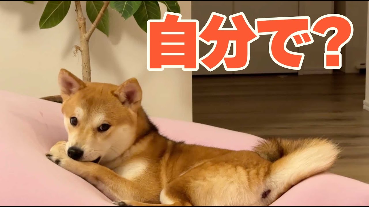 柴犬いの、自分で爪のケアを始めました