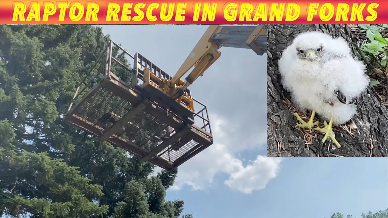 Raptor Rescue In Grand Forks