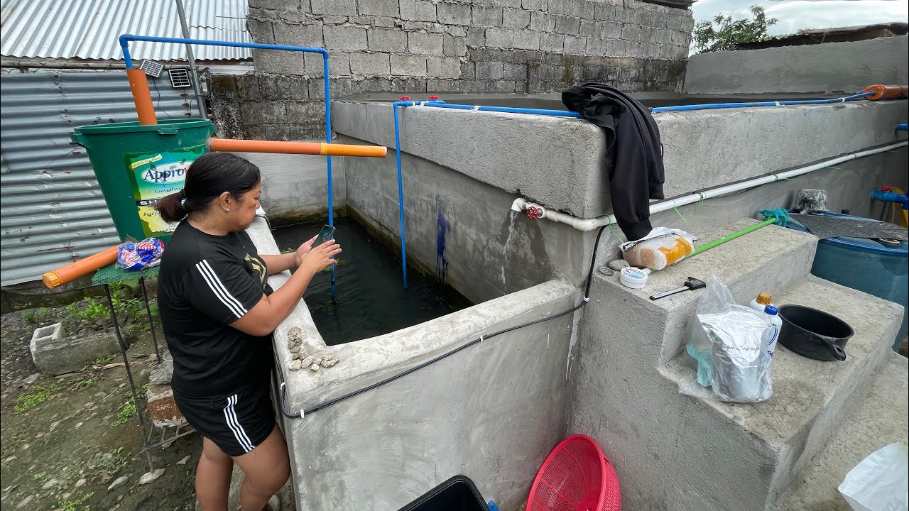 Thank you Buyer From Nueva Ecija! Hito Fingerlings, Feeds & Vitamins Delivery! Concrete Pond
