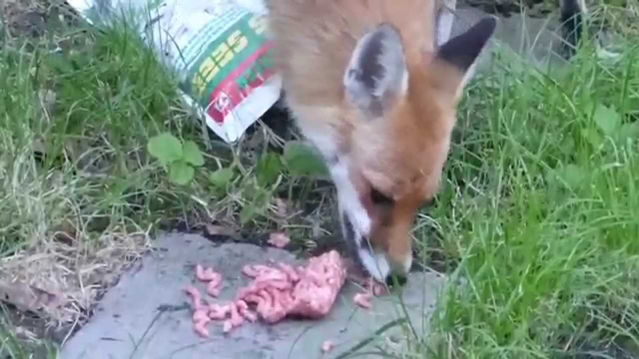 Vixen calls her cub to dinner