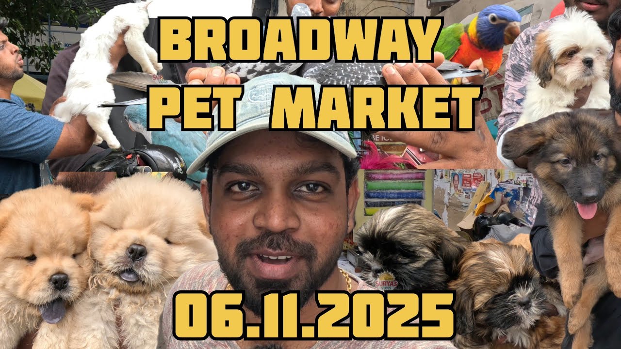 Broadway Pet Market - Latest Update 11-06-2025 - #broadwaypetmarket #germanshepherd #pets #conure
