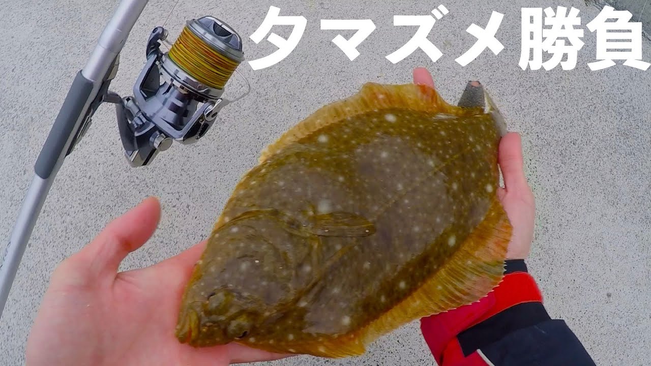 【２日目】堤防でカレイ投げ釣り！夕マズメ勝負【解説付き】