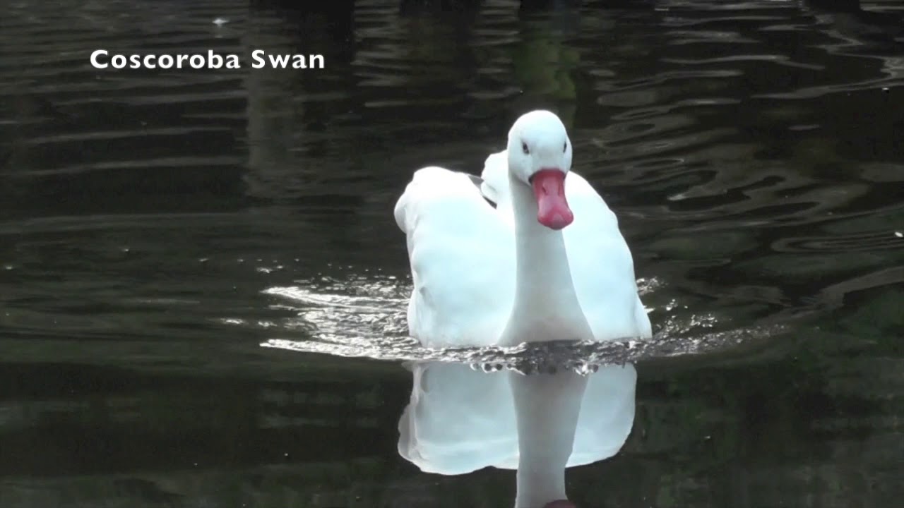 Coscoroba Swan