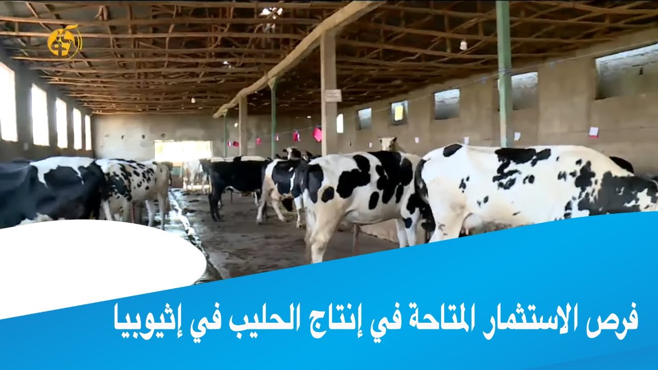 فرص الاستثمار المتاحة في إنتاج الحليب في إثيوبيا