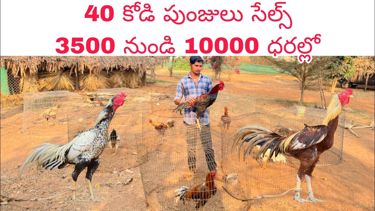 9100371557 ఓన్లీ వాట్సాప్ ట్రాన్స్పోర్ట్ సదుపాయము ఉంది రాజమండ్రి 8/2/2026