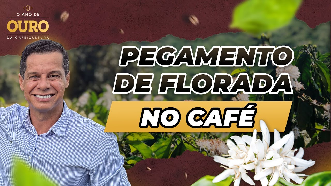 Manejo pré e pós colheita para um alto pegamento I Aquecimento