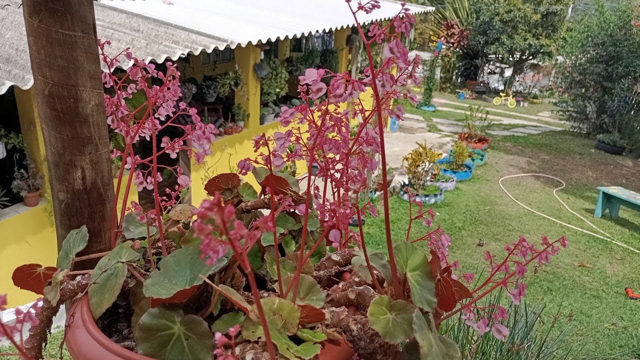 Mostrando as lindas flores do meu jardim 😍🏡 do mês de setembro 🌸❤️