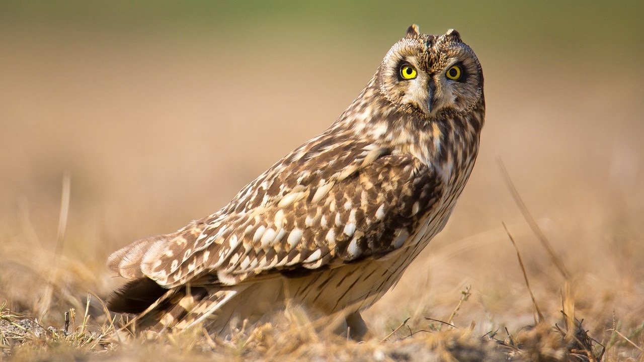 10 Wild Animals in Iowa