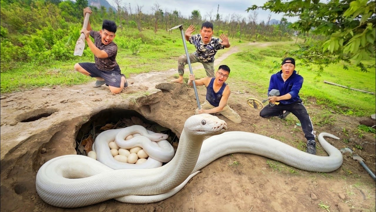Brave Hunters Catch Giant White Python By Hands