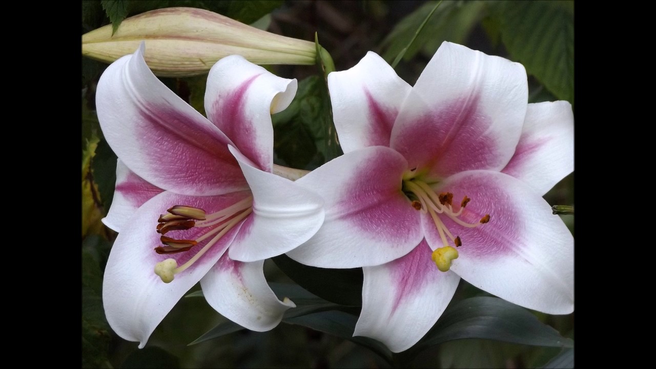 Sarah Brightman  —  Scene D'amour