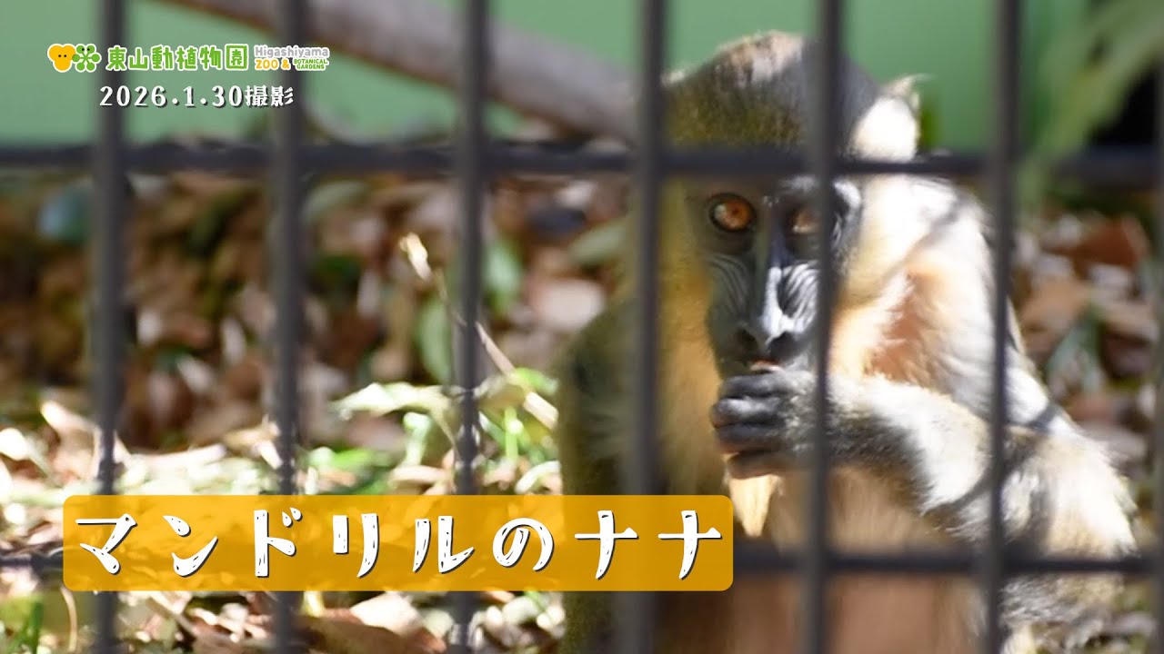 【東山動植物園公式】マンドリルのナナ《 マンドリル　サル 》
