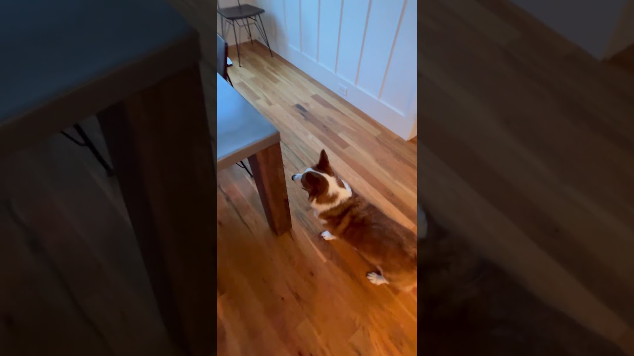 Pip and Finn running wild in the house.  #corgi #funny #corgipuppy #puppy