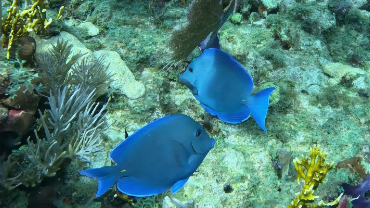 Diving Florida Keys Permit Ledge, North America's only Barrier Reef is in trouble.