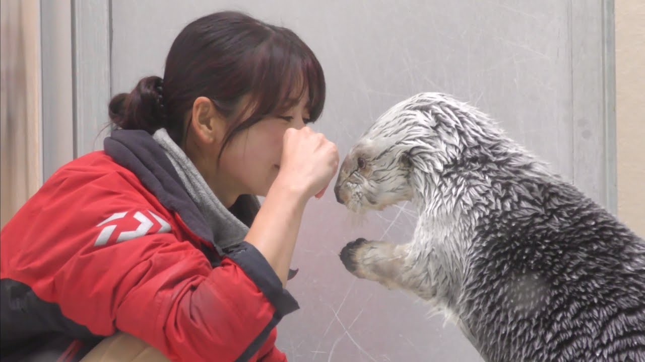 ラッコ　メイちゃん　スタッフさんと内緒話かな　【鳥羽水族館】Sea otter Mei-chan Toba Aquarium