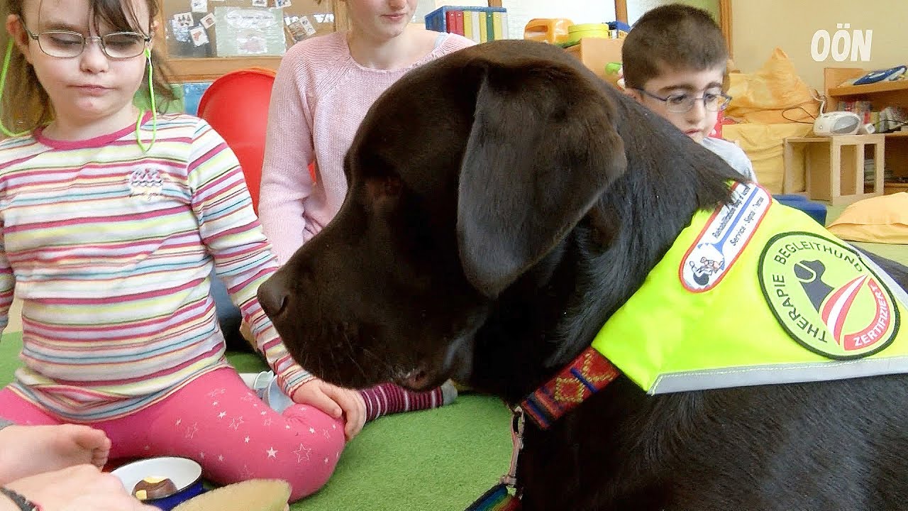 Joey - Pädagoge mit vier Pfoten
